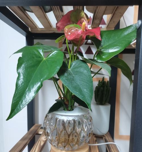 红掌是草本还是木本？（探讨红掌植物的生态特征和分类归属）
