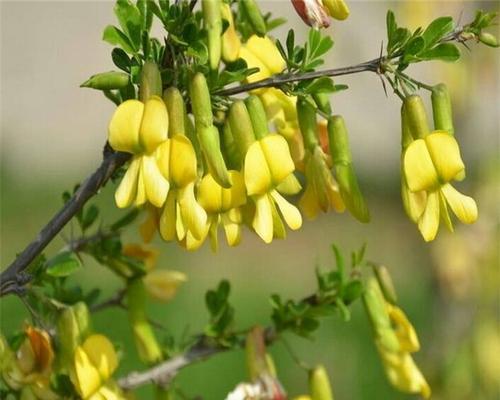 金雀花的生长习性与分类解析（探究金雀花的植物特性及应用领域）