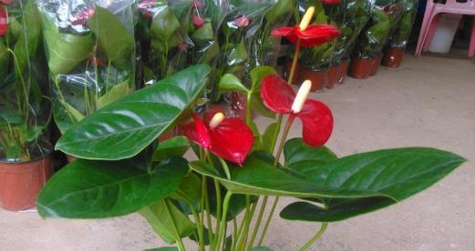 红蝉花有毒吗？（室内养护要注意什么？）