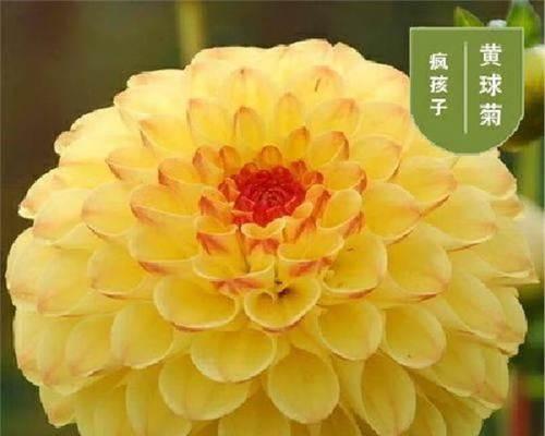大丽菊种子的最佳种植时间（掌握这些时间节点，种植大丽菊不再困难！）