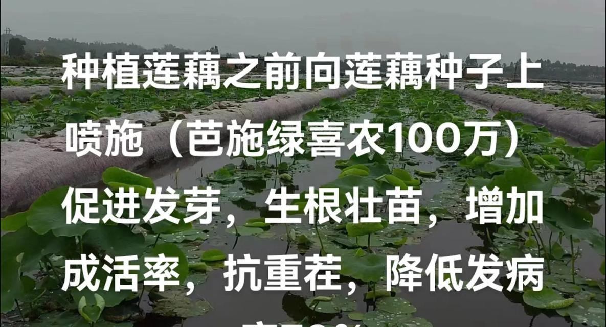 莲藕种植方法详解（如何正确留种子及种植技巧）
