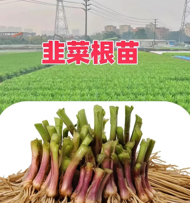 为您介绍韭菜的分播种时间及注意事项（为您介绍韭菜的分播种时间及注意事项）