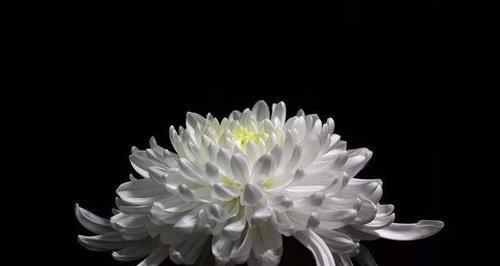 哀悼之花——表示哀悼的花语（介绍哀悼花语的种类和含义）