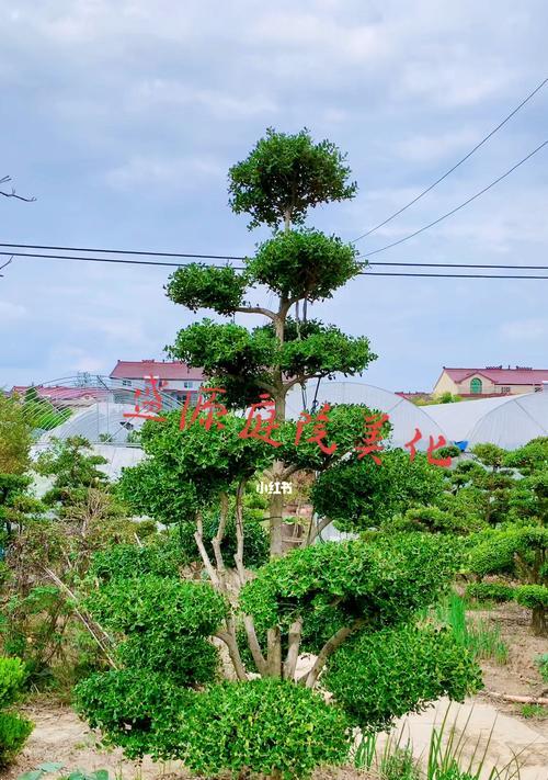 黄杨树北方种植指南（适合北方生长的黄杨树品种和种植技巧）