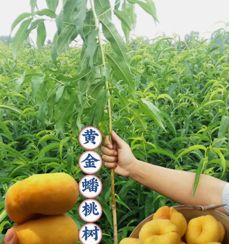 如何食用海桑果实（了解海桑果实的营养价值及多种食用方法）