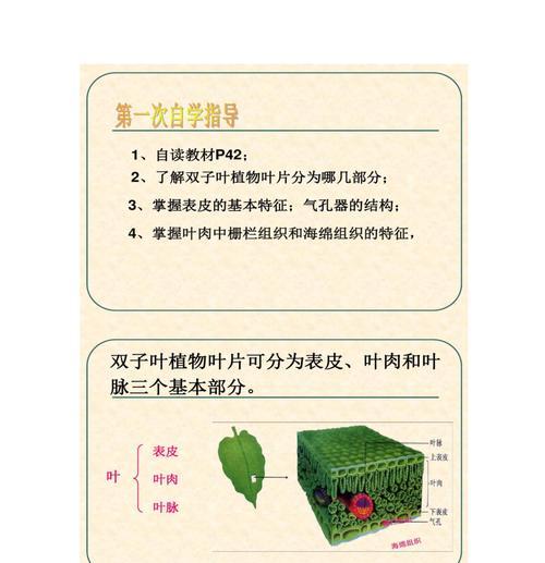 番茄的叶子结构和功能解析（探究番茄的双子叶植物特征及叶子生理生态作用）