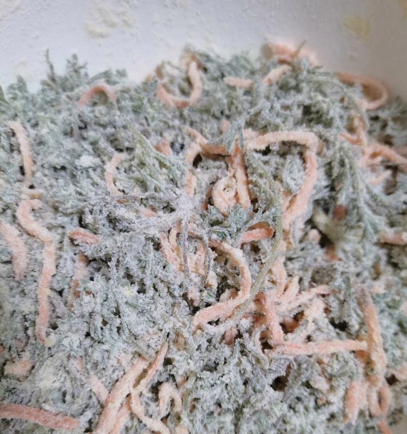 茵陈采摘与收获季节揭秘（探究茵陈的生长规律，掌握茵陈采摘时间的窍门）