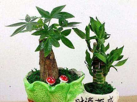 酱油兑水浇发财树，靠谱吗？（科学解析兑水酱油浇发财树的效果与方法）