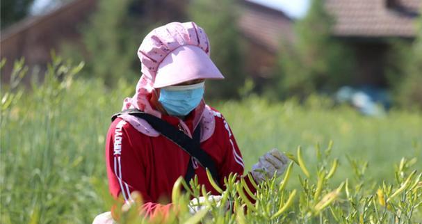黄花菜收获季节剖析（探寻黄花菜收获时机，享受美味佳肴）