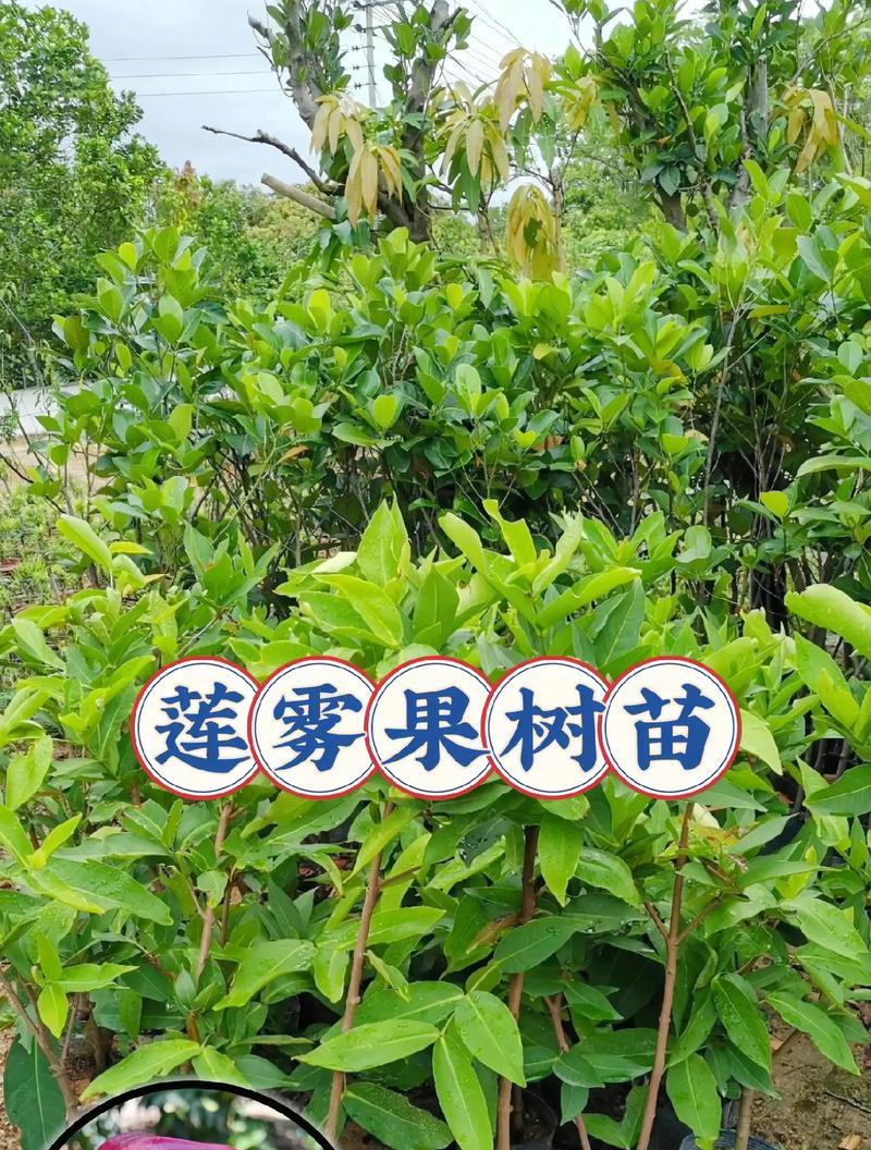 莲雾树的正确剪枝时间（合适的剪枝时间如何影响莲雾树的生长？）