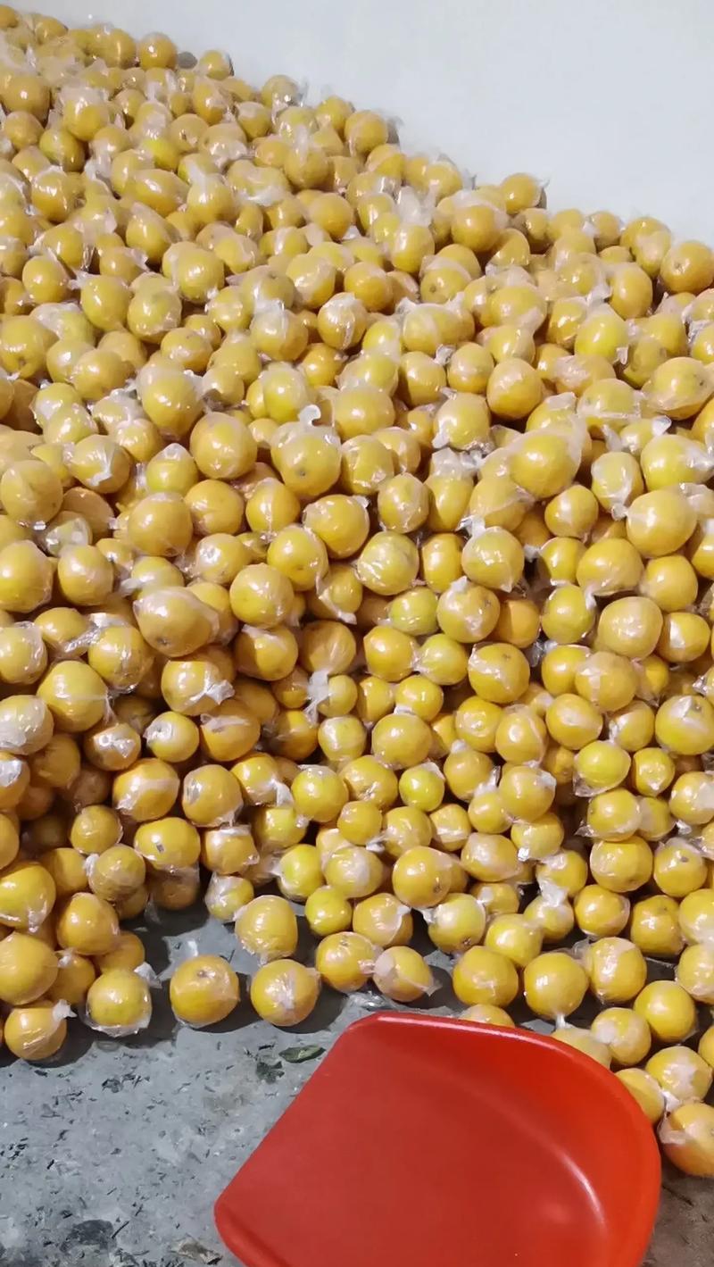 胡柚成熟期与食用时间解析（探秘胡柚成熟期，了解最佳食用时间）