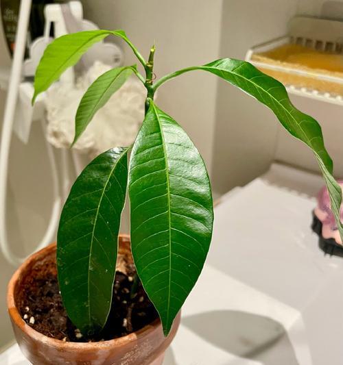 芒果核可以种吗？（种芒果必知，从核开始！——）