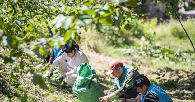 黑桃树的生长周期及结果实种植（挂果时间、养护方法和注意事项）
