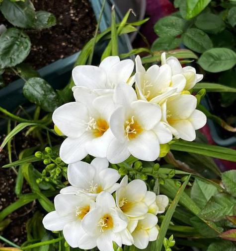 室内香雪兰养护全攻略（适合室内的热带植物，不可错过的美丽佳人）