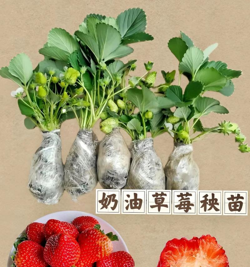 草莓是喜水植物吗？（草莓生长的水分需求及注意事项）