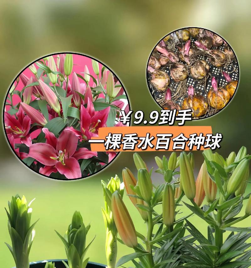 盆栽百合花的养护和养殖方法（如何让百合花在盆栽里健康茁壮？）