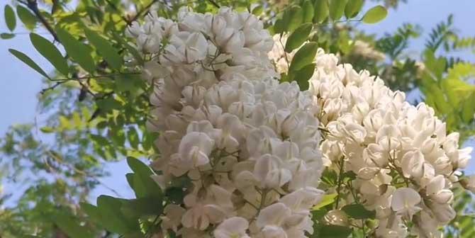 槐树花开花期（盛夏时节，槐树花迎风绽放）