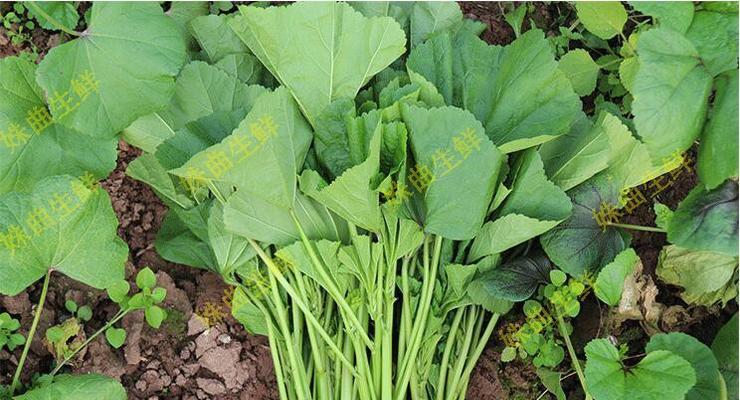 寒冬里的美味——冬寒菜（了解冬寒菜的种类和特点，尝试新口味吧！）