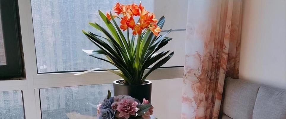 君子兰的寿命有多长（探究君子兰的寿命及延寿方法）