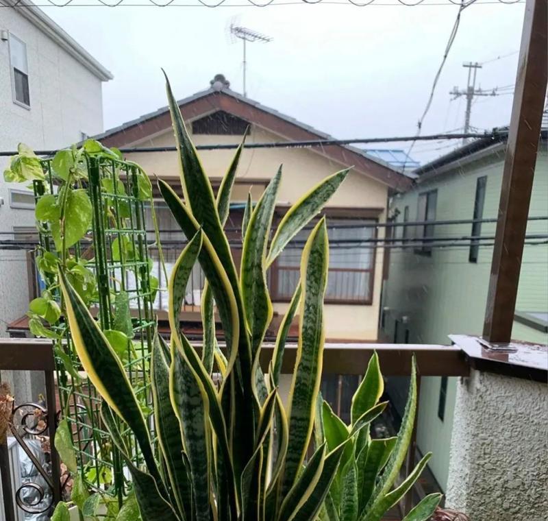 虎皮兰换盆指南（注意事项及步骤详解）