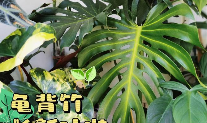 龟背竹叶片发黄原因与处理方法（浅谈龟背竹叶片发黄的成因及防治）