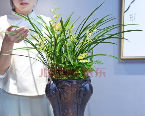 兰花——最适合放办公室的绿植（提高办公效率，改善环境质量）