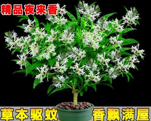 九里香的繁育与养护——怎样让九里香开出更多的花朵？