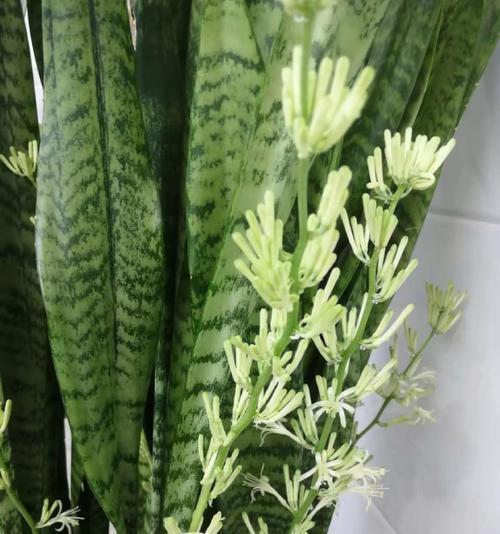 虎皮兰开花的秘密（如何科学养护虎皮兰）