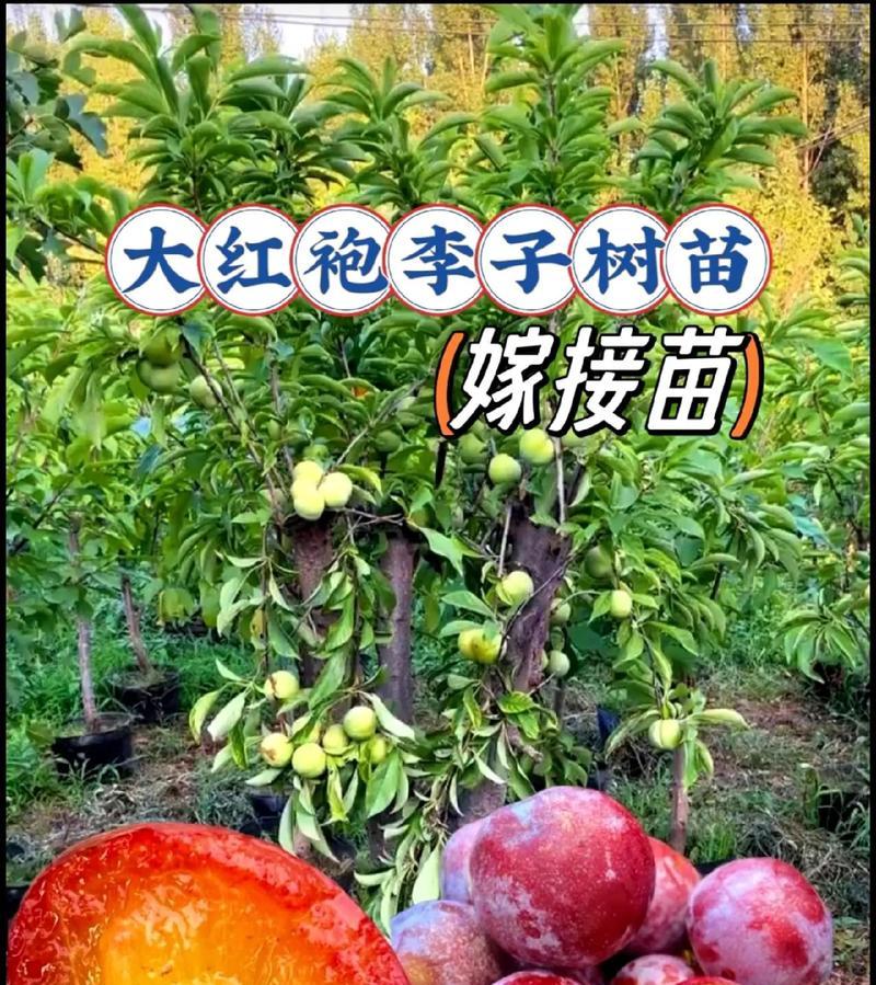 李子树嫁接方法的技巧与注意事项（让你轻松掌握李子树嫁接的技巧，打造自己的果园）