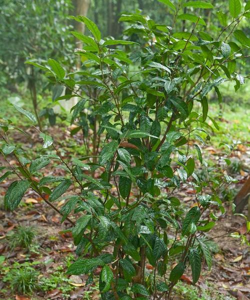 探秘金花茶（金花茶的起源、栽培、制作、食用及营养价值）
