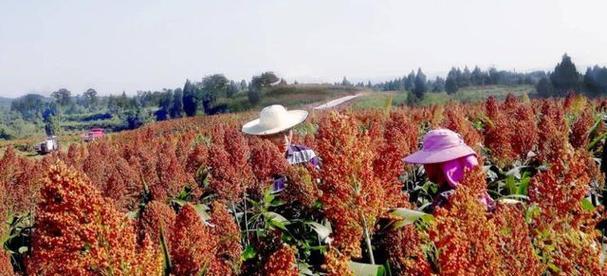 高粱种植时间与方法详解（高粱种植难点解析，成功的关键在这里）