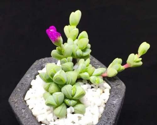 如何防止碧玉花叶子发黑？|坚持做好4件事，让碧玉花青葱常在