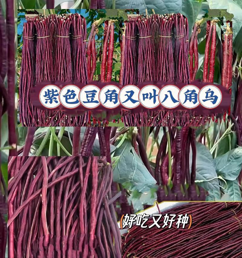 扁豆角的种植时间与技巧（全年合适种植时间、育苗方法、栽培技巧、病虫害防治等详解）