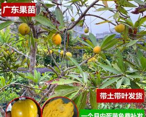 蛋黄果核种植的方法和注意事项（了解如何把蛋黄果核变成美丽的绿植吧）