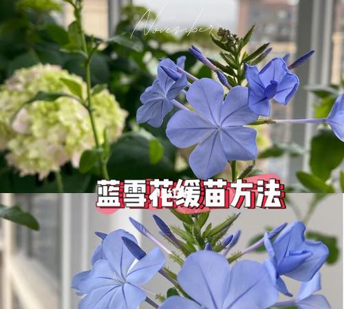蓝雪花的养护需求与注意事项（每天浇水是否必要？如何正确施肥？）