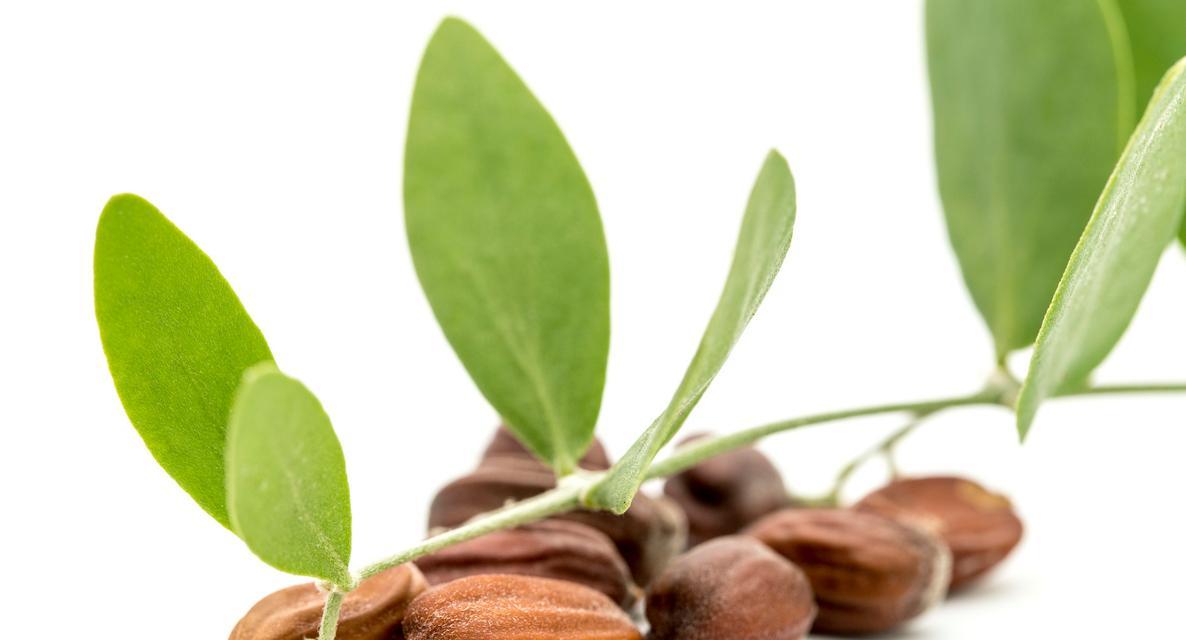 红豆杉是不是一种种子植物？（揭开红豆杉的真实面貌）