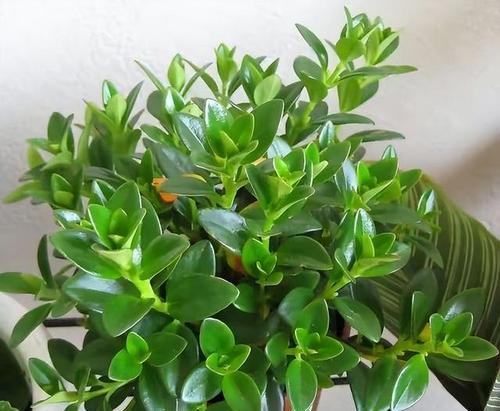 金鱼吊兰的花期（了解金鱼吊兰的开花时间和养护技巧）