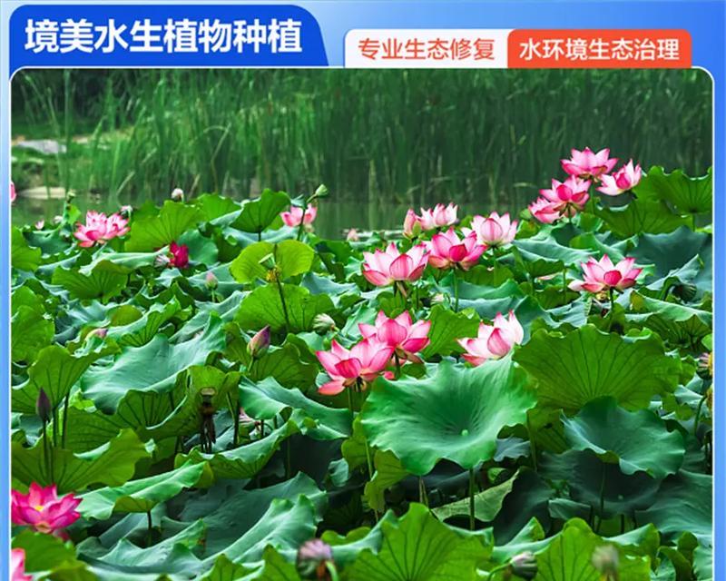 荷花（探索荷花的生命之谜）