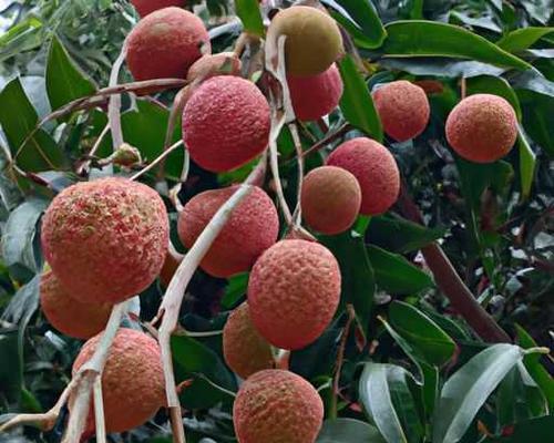 荔枝生长条件和特性（探究荔枝生长的土壤、气候等条件及其对植物生长的影响）