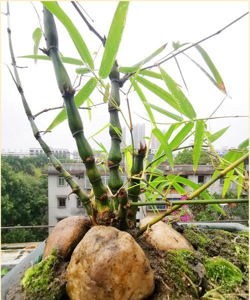佛肚竹掉叶子的原因和应对方法（冬天养护佛肚竹，别让它失去华丽）