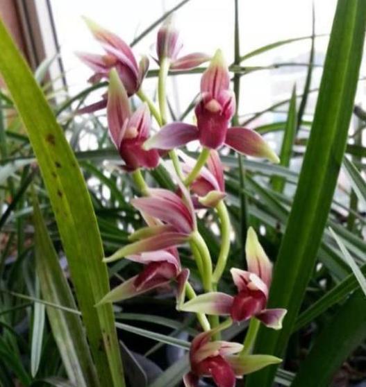 建兰的开花时间和养护方法（从几月份开始开花？需要养护多少年才能开花？）