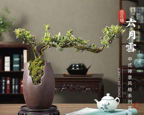 六月雪适合深盆还是浅盆？（深浅盆栽花卉有什么不同？如何选择合适的盆？）