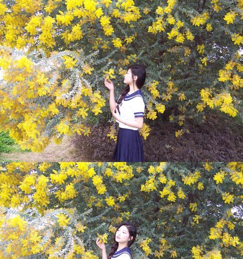 合欢花的开放时间（探寻合欢花的美妙之处）