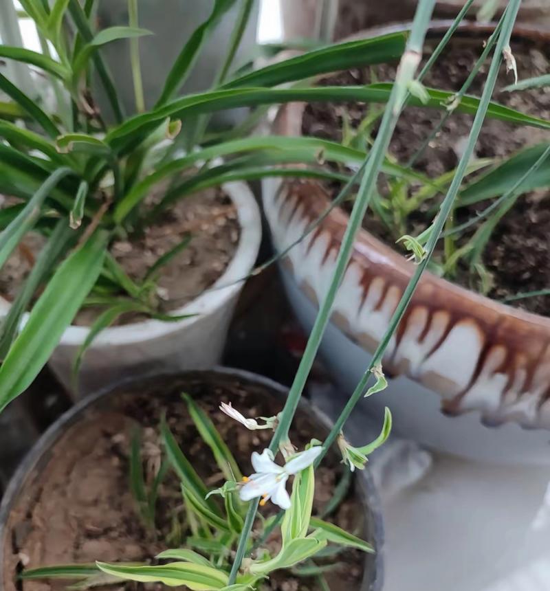 金边吊兰的花期养护方法（培育金边吊兰开出鲜花，那些你应该了解的养护技巧）
