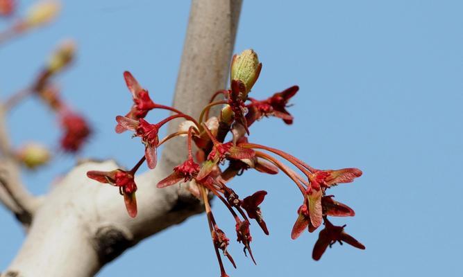 红枫开花的神奇之美（探秘红枫开花的时间、形态及意义）