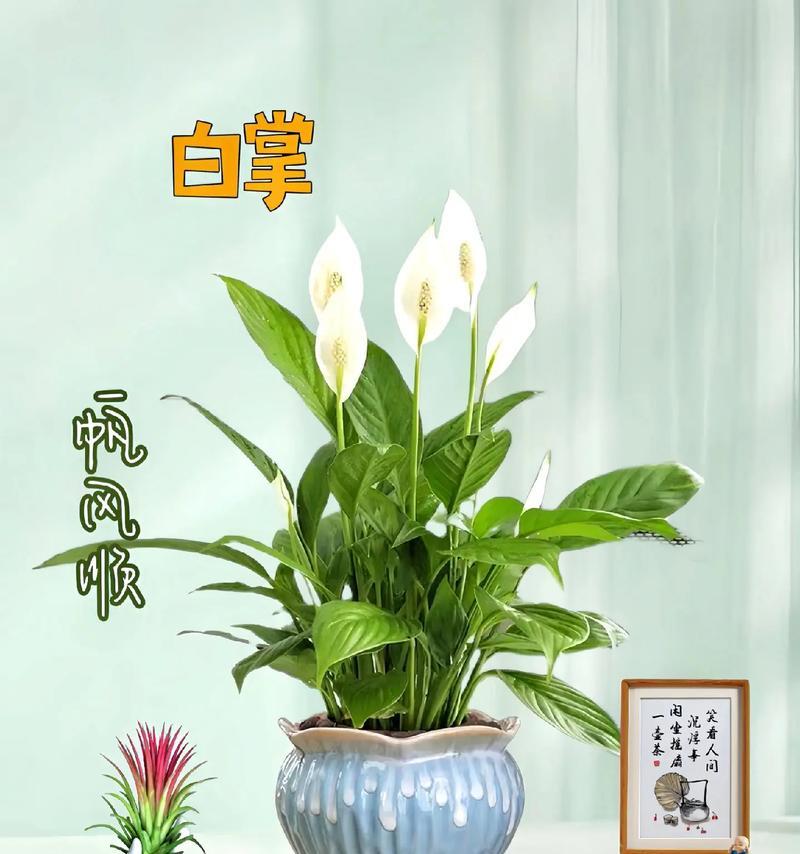 放阳台的白掌，享受自然清新（阳台摆放技巧和养护方法）