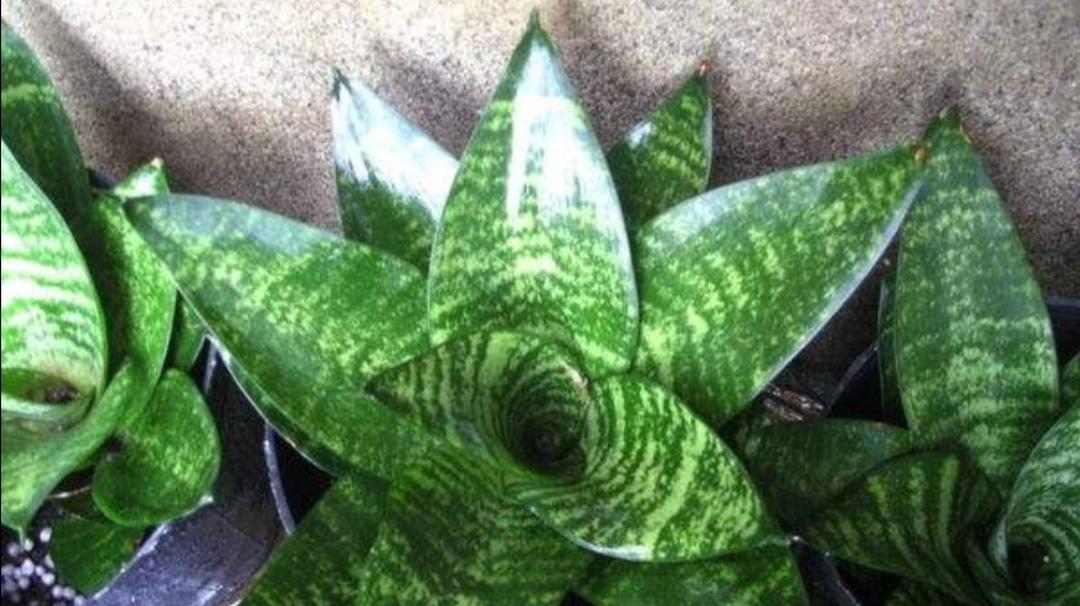 虎尾兰（家里养虎尾兰好不好？虎尾兰的养护技巧）