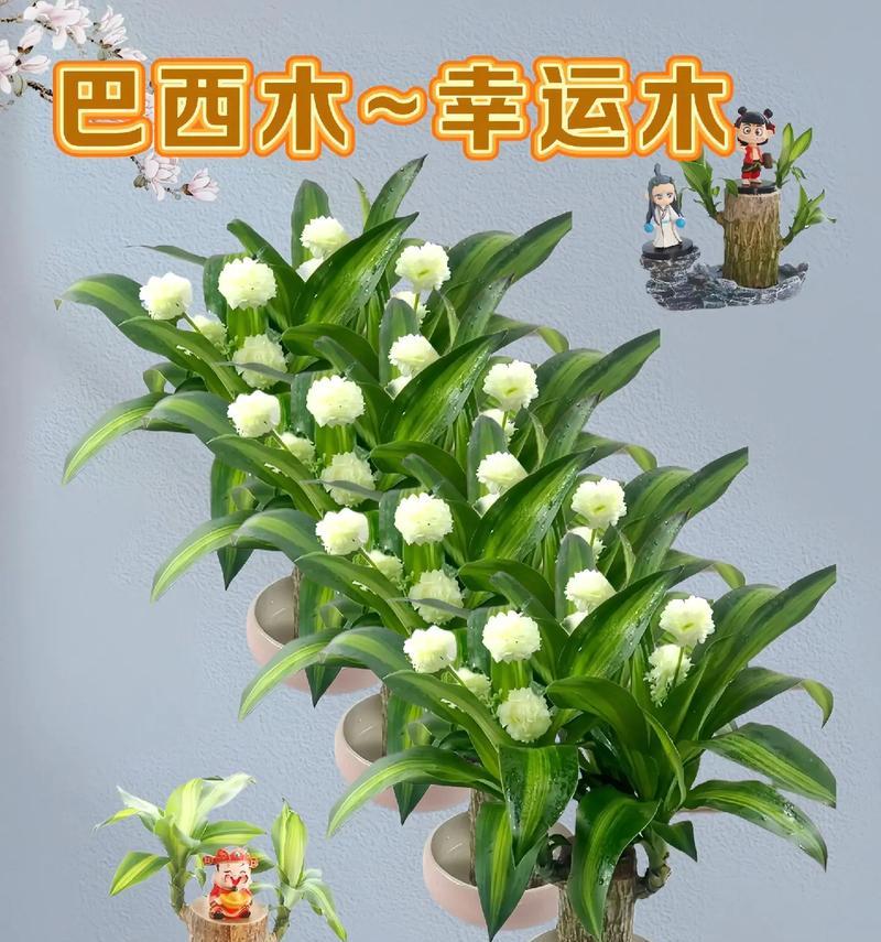 揭秘巴西木开花之谜（探究巴西木开花周期及影响因素，解答木主们的疑惑）
