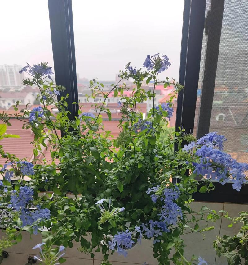 蓝雪花花谢后的养护方法（如何处理蓝雪花谢后的枯萎问题）