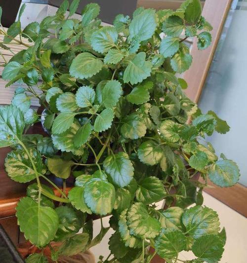 驱蚊草叶子发黄，怎么办？（怎样有效地处理驱蚊草叶子发黄的问题？）